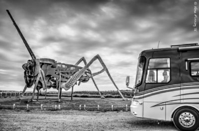 Grasshoppers