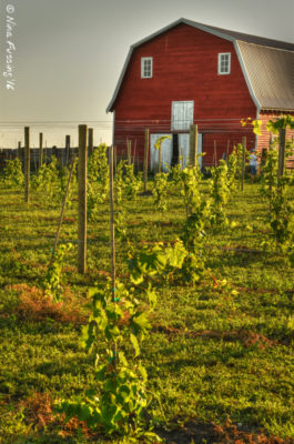 Gorgeous 4e Winery