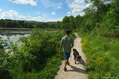 Walking Polly on the lovely trail around Indian Point