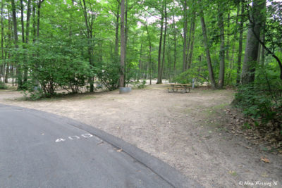 View of very wooded/shaded site in beginning of loop 400-445. This is #400.