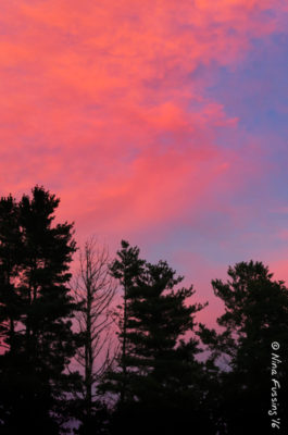Pink sunset in farm country