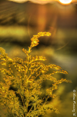 Surrealistic HDR in the weeds