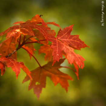 We are sooooooo close to fall