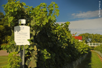 Chardonnay vines at Brys Estate