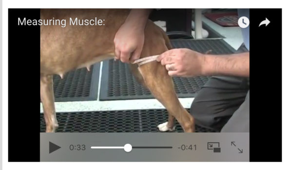 Measuring your dog's thigh muscle is an important part of TPLO rehab
