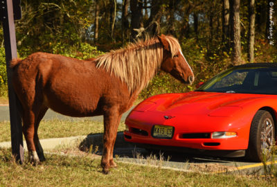 This gal was giving herself a nice butt-rub right next to a fancy Corvette