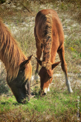 Wild ponies at Assateague