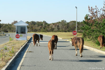 View of entry to the State Park. Wild ponies here!
