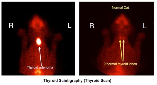 Taggart's thyroid scan (on left) compared to a normal cat (on right). Her tumor was