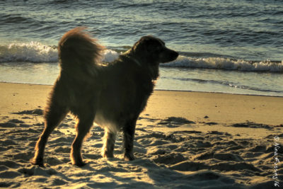 Polly enjoys a pristine AM on Ocracoke Beach