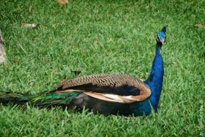 Watch out for the peacocks at the Fountain of Youth