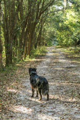On the lovely trails at Alafia