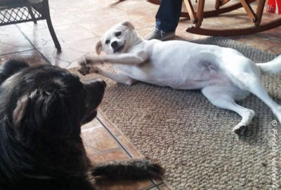 Lucky & Polly had a blast together (photo credit: Freddy)