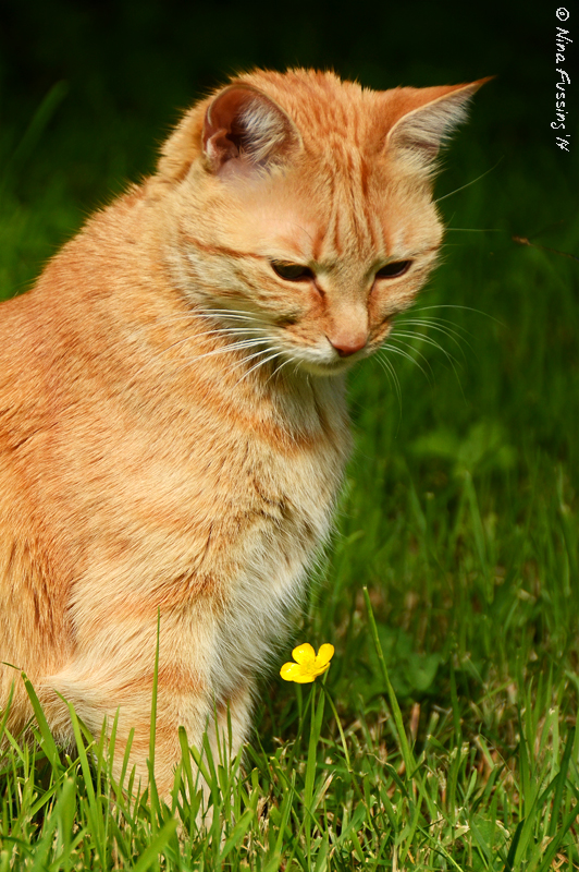 a cat in her element (wa, 2014)