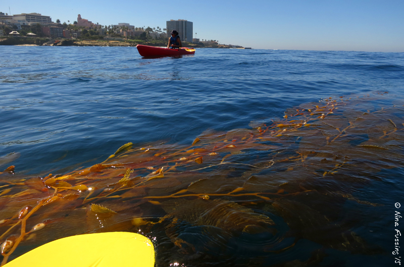 kelp beds图片