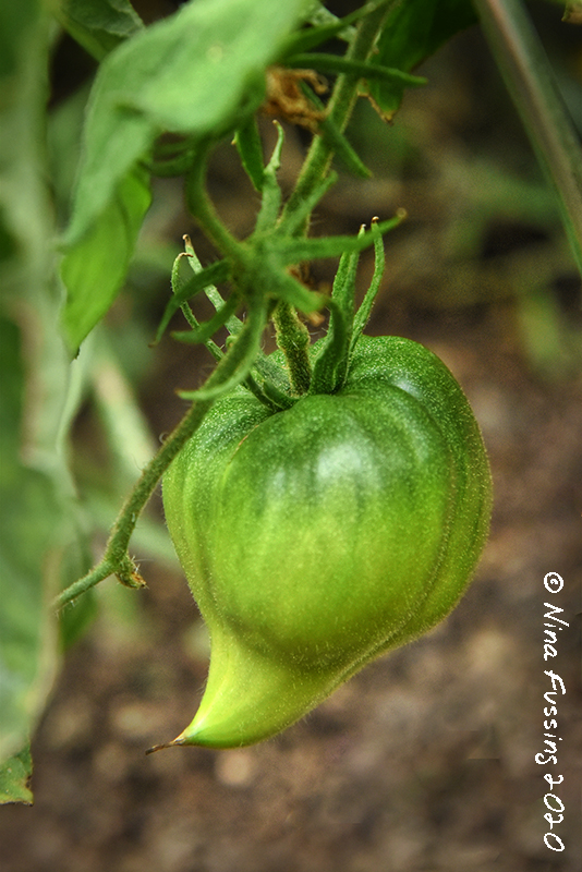 Sunflowers, Tomatoes & Rainbows Wheeling It Tales From a Nomadic Life